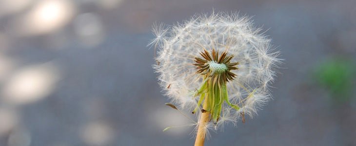 Alert: Launch Day is August 1st - Wild Dandelion Boutique